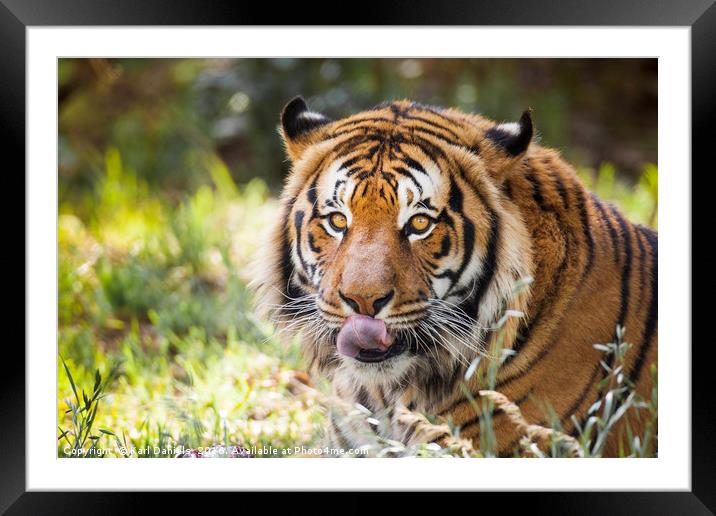 Tiger Framed Mounted Print by Karl Daniels