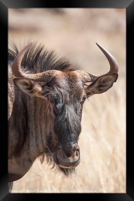 Wildebeest Framed Print by Karl Daniels