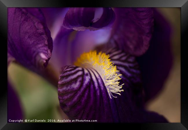 Iris Closeup Framed Print by Karl Daniels