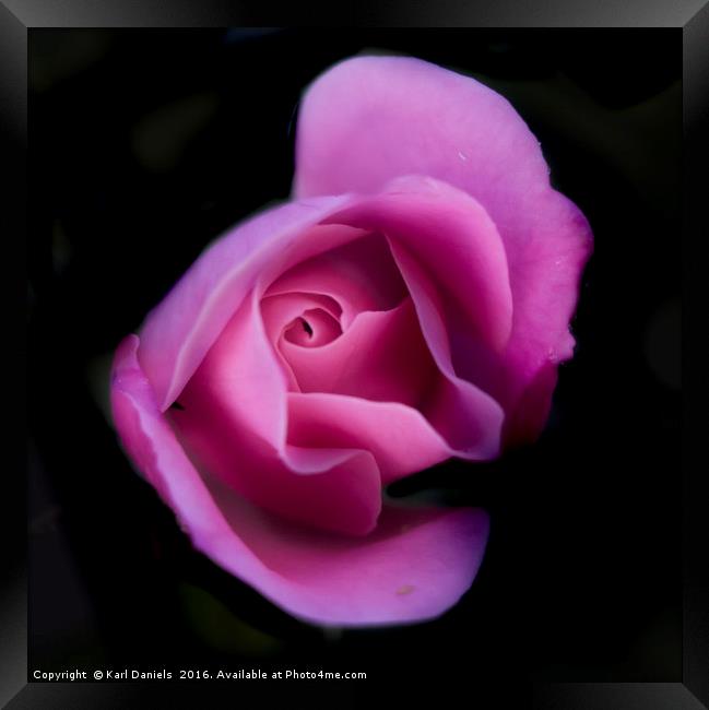 Pink Rose On Black Framed Print by Karl Daniels