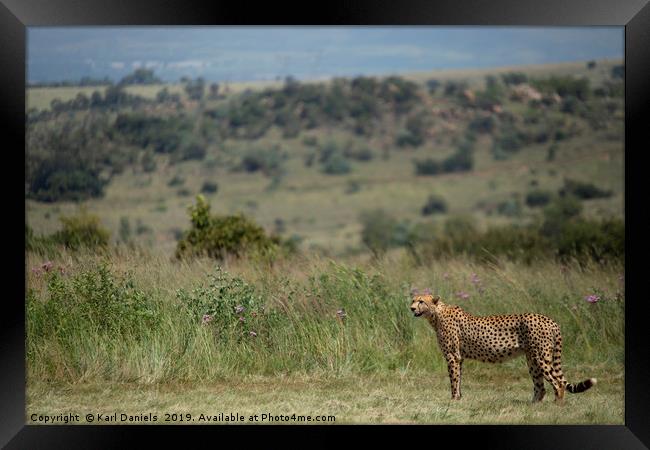 Cheetah Landscape Framed Print by Karl Daniels