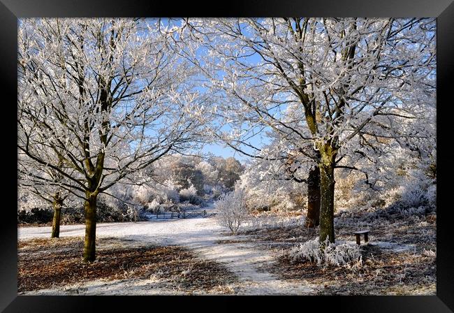 Trees in winter Framed Print by Adrian Susman