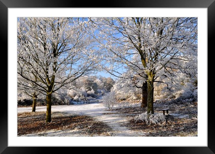 Trees in winter Framed Mounted Print by Adrian Susman