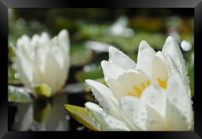 Water Lily after a storm Framed Print by Adrian Susman