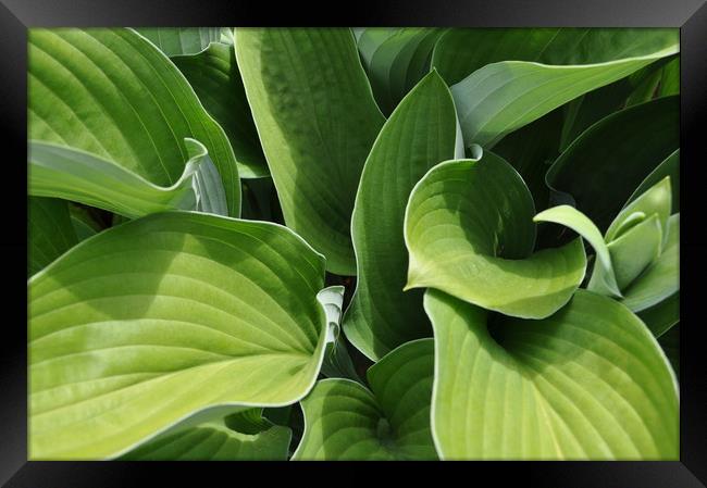 Green Hosta Framed Print by Adrian Susman