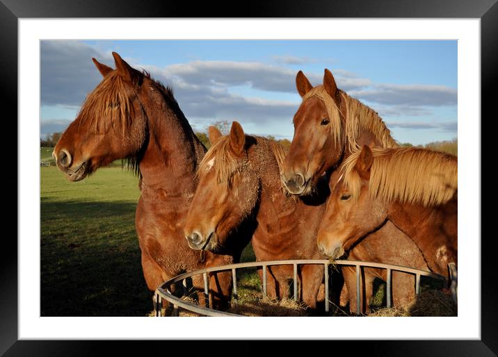 Chesnut horses Framed Mounted Print by Adrian Susman