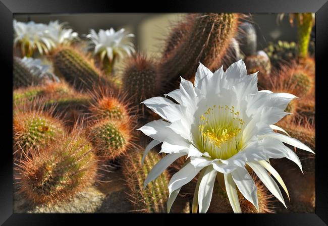 Cactus Flower Framed Print by Adrian Susman