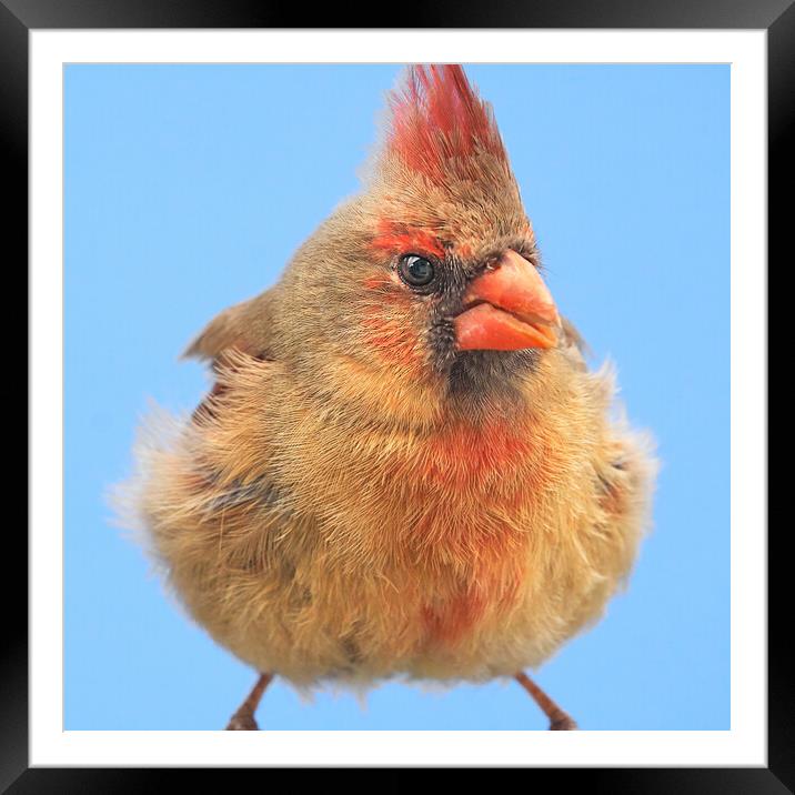 Female Cardinal Gives Me The Eye Framed Mounted Print by Jim Hughes