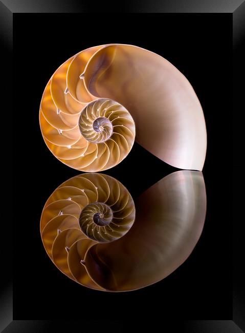 Nautilus Shell Cross Section Framed Print by Jim Hughes