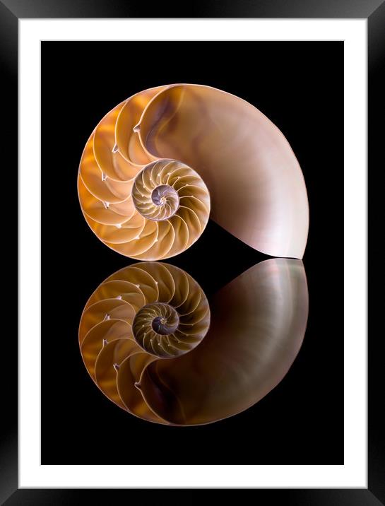 Nautilus Shell Cross Section Framed Mounted Print by Jim Hughes