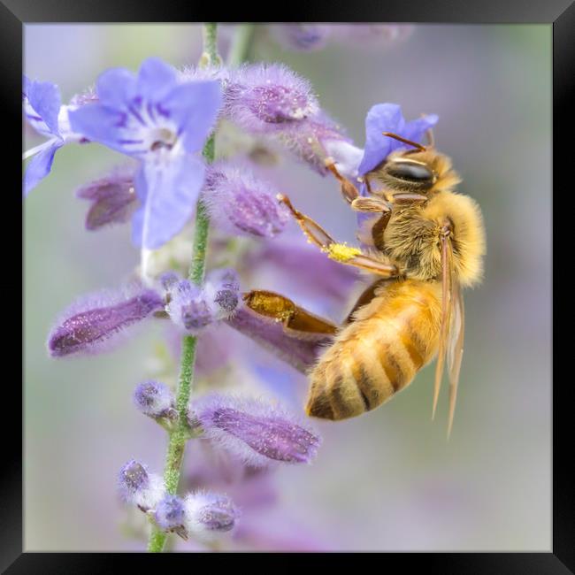 Honey bee Framed Print by Jim Hughes
