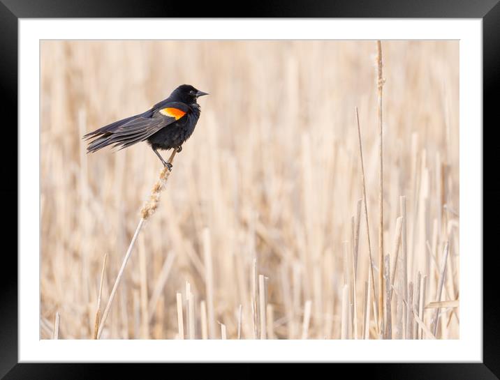 Red-winged blackbird in a Minnesota wetland Framed Mounted Print by Jim Hughes