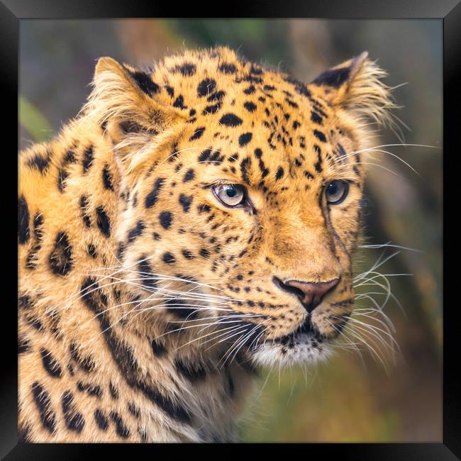 Amur Leopard Framed Print by Jim Hughes