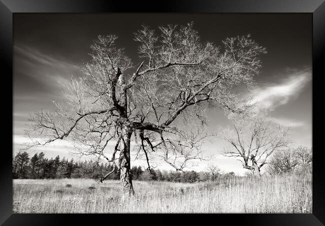 Prairie Trees Framed Print by Jim Hughes