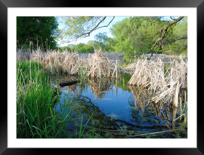 Minnesota Wetland Framed Mounted Print by Jim Hughes
