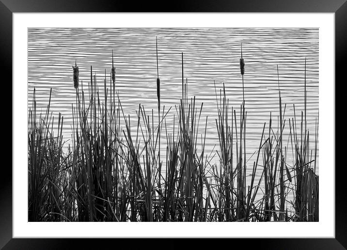 Cattails in a Minnesota marsh Framed Mounted Print by Jim Hughes