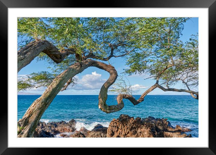 Koa Tree on Maui Framed Mounted Print by Jim Hughes