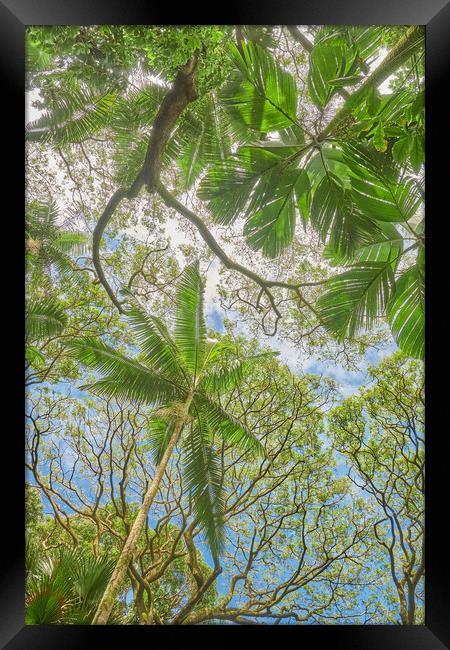 Tropical Trees Framed Print by Jim Hughes