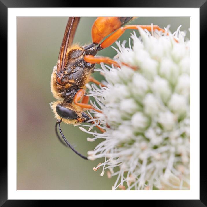 Great Golden Digger Wasp Framed Mounted Print by Jim Hughes