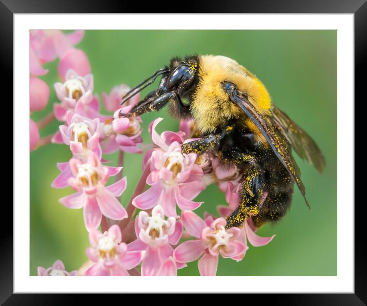 Bumblebee Queen Framed Mounted Print by Jim Hughes
