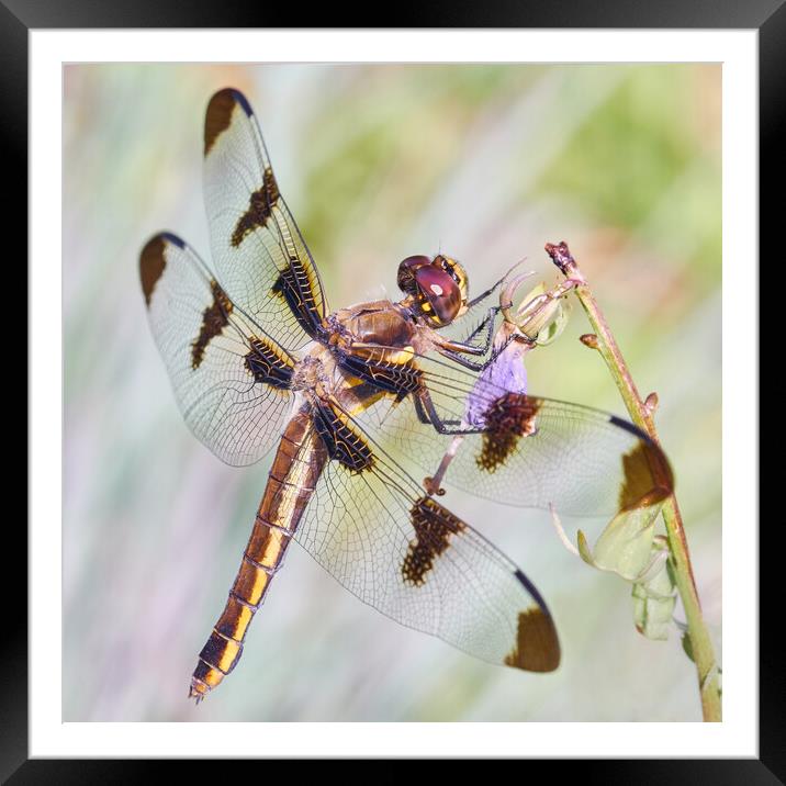 Whitetail Dragonfly Framed Mounted Print by Jim Hughes