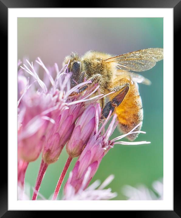 Honey Bee on Joe Pye Weed Framed Mounted Print by Jim Hughes