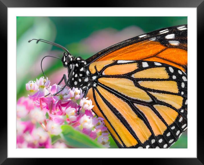 Monarch Butterfly on Milkweed Framed Mounted Print by Jim Hughes