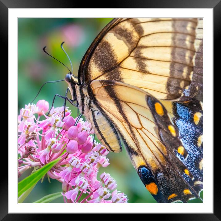 Eastern Tiger Swallowtail butterfly Framed Mounted Print by Jim Hughes