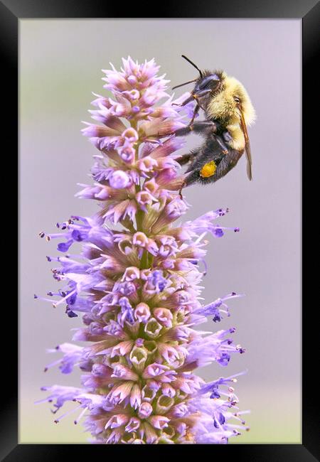 Bumblebee on Blue Giant Hyssop Framed Print by Jim Hughes