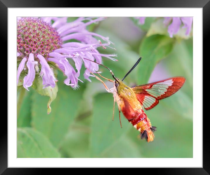 Hummingbird Moth Framed Mounted Print by Jim Hughes