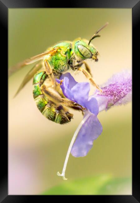Brilliant Green Bee Framed Print by Jim Hughes