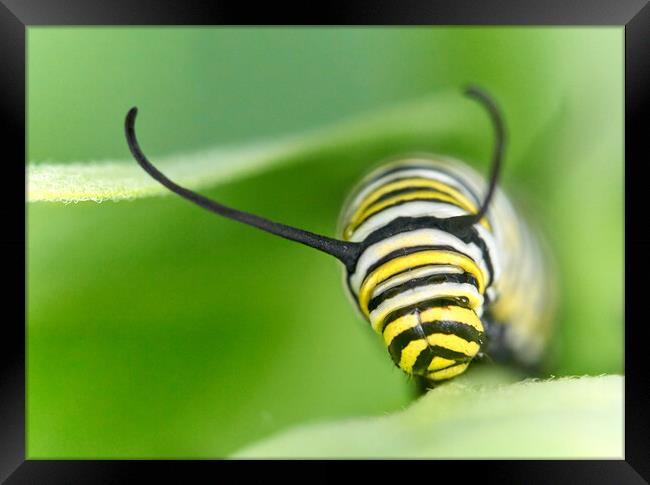 Monarch Caterpillar on milkweed Framed Print by Jim Hughes