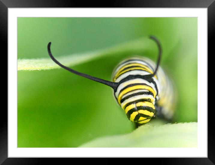 Monarch Caterpillar on milkweed Framed Mounted Print by Jim Hughes