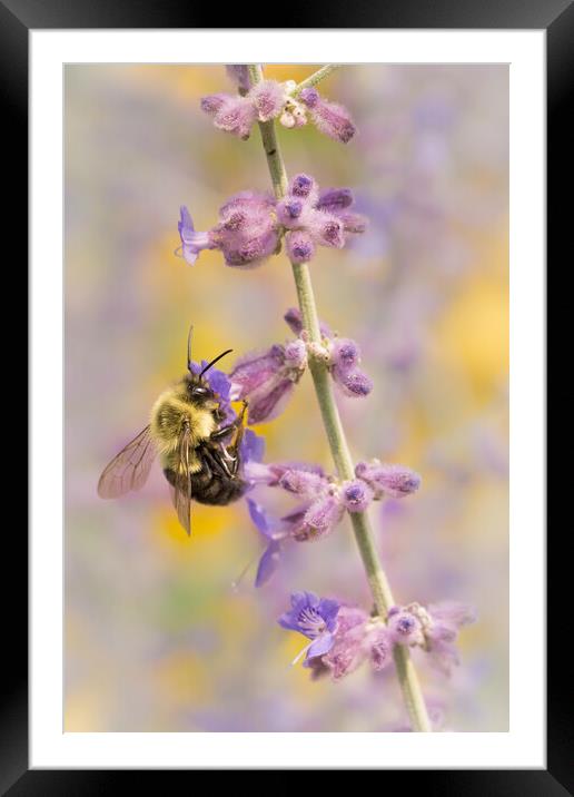Bumble Bee on Russian Sage Framed Mounted Print by Jim Hughes