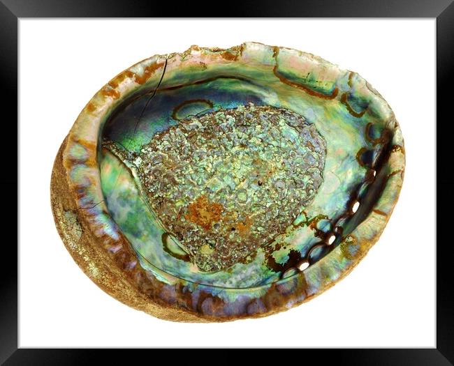 abalone seashell Framed Print by Jim Hughes