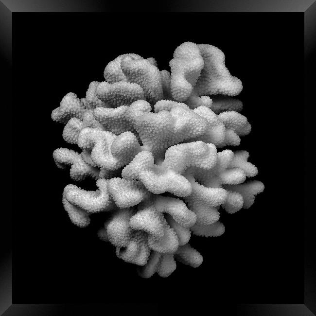 Brain Coral Framed Print by Jim Hughes