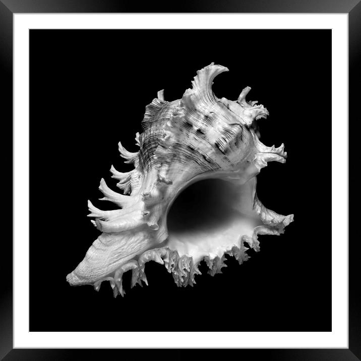 sea shell: ramose or branched murex Framed Mounted Print by Jim Hughes