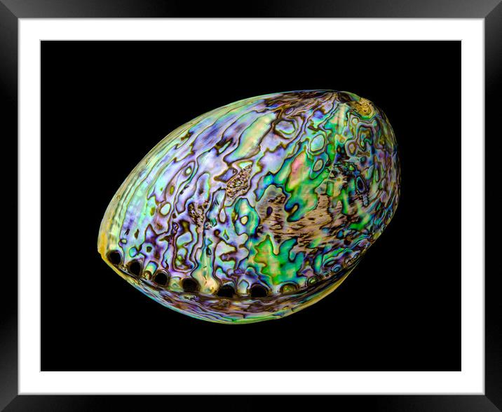 Abalone shell Framed Mounted Print by Jim Hughes
