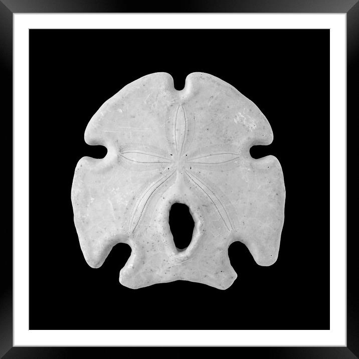 Keyhole Sand Dollar Framed Mounted Print by Jim Hughes