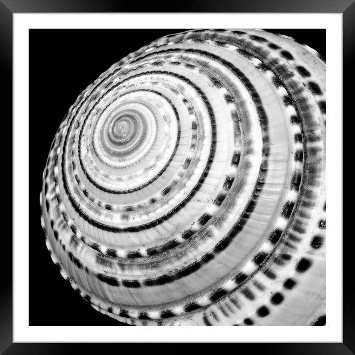 Spiral sea shell Framed Mounted Print by Jim Hughes