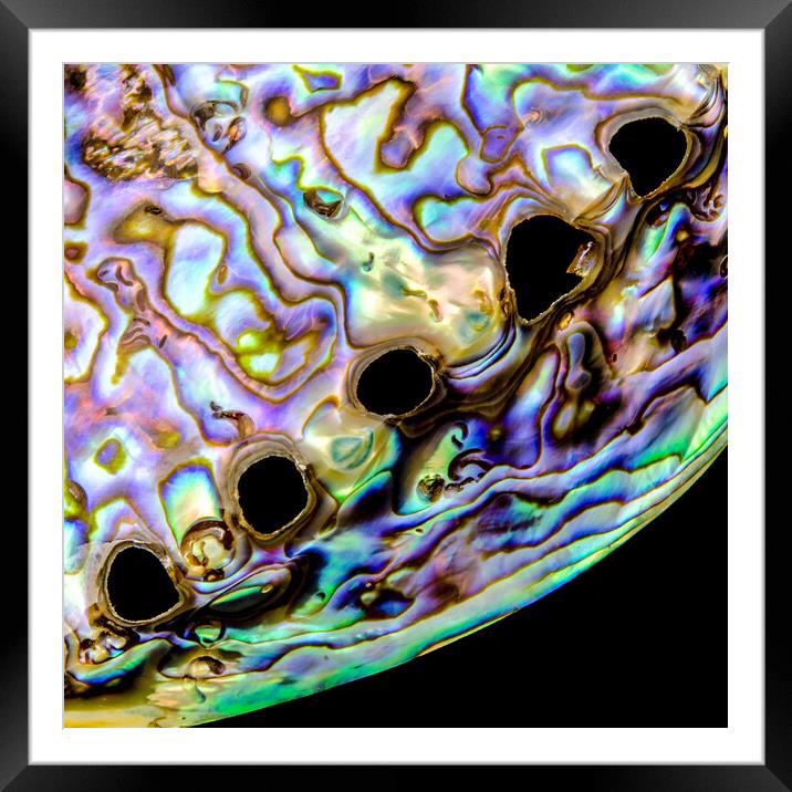 Abalone shell closeup Framed Mounted Print by Jim Hughes