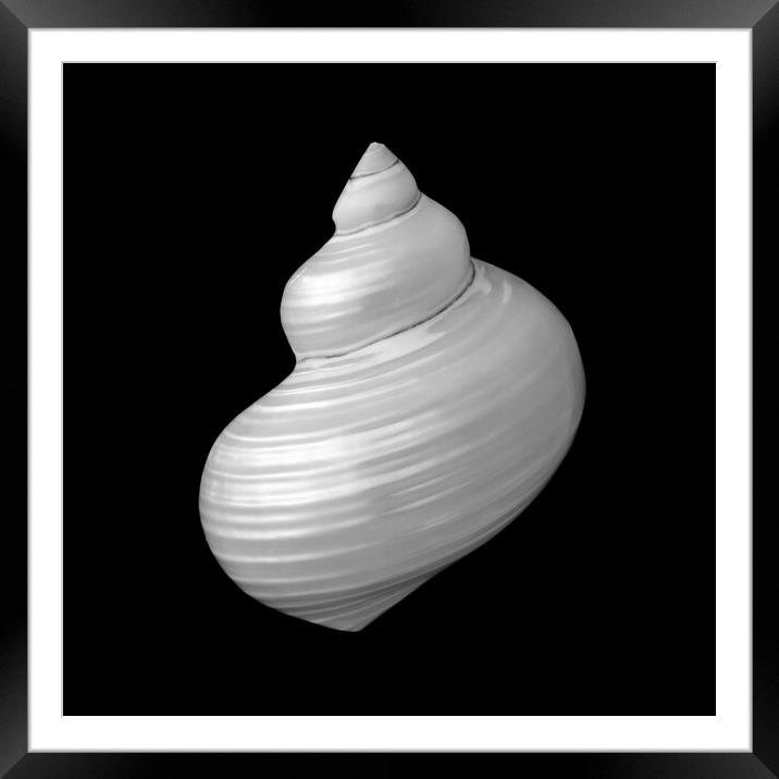 Polished Turban Shell Framed Mounted Print by Jim Hughes