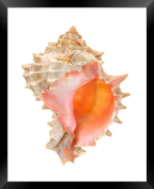 sea shell: pink mouthed murex Framed Print by Jim Hughes