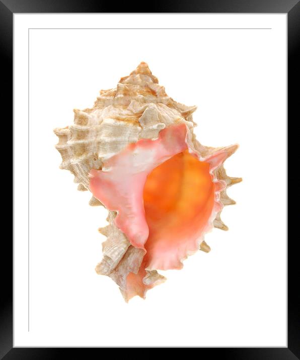 sea shell: pink mouthed murex Framed Mounted Print by Jim Hughes