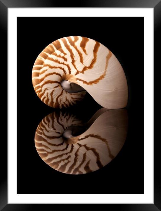 Tiger Nautilus shell and reflection Framed Mounted Print by Jim Hughes