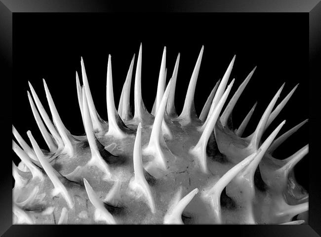 Spines of a Porcupine Fish Framed Print by Jim Hughes