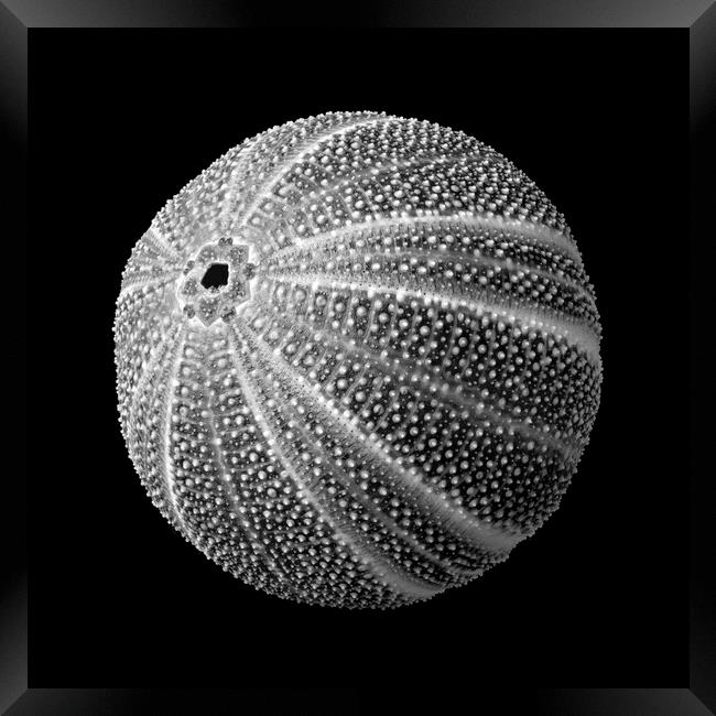 Sea Urchin 3 Framed Print by Jim Hughes