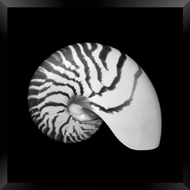 Tiger Nautilus shell Framed Print by Jim Hughes