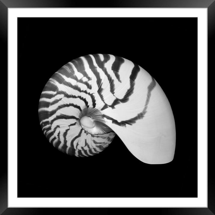 Tiger Nautilus shell Framed Mounted Print by Jim Hughes