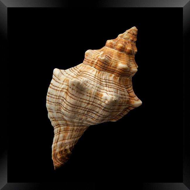 Trapezium Horse Conch shell Framed Print by Jim Hughes